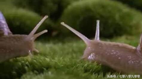 动物求偶记,动物求偶表现大全