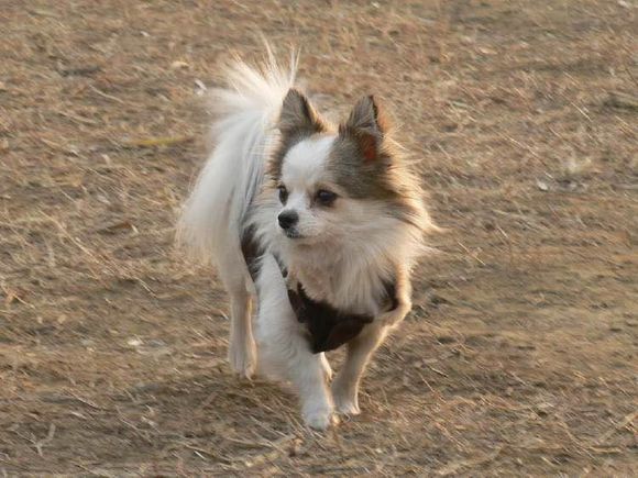 狗狗品种收集大全,收藏狗狗