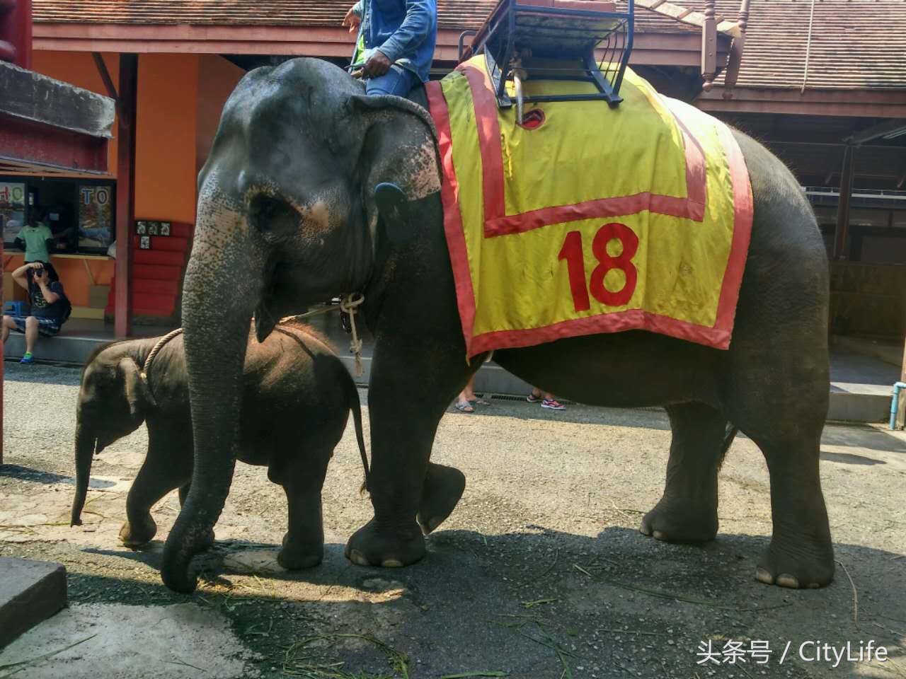 泰国芭堤雅东芭乐园,泰国芭提雅东芭公园