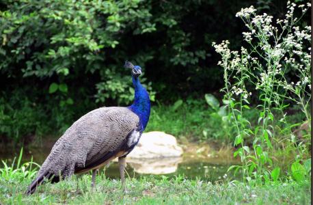 沈阳鸟岛视频,沈阳都有啥桥