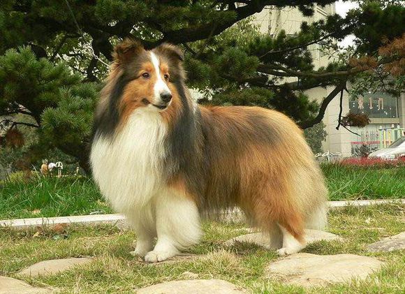 普遍的狗狗品种大全及图片,所有狗狗品种集合大全