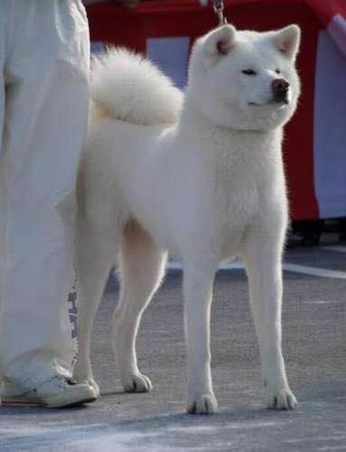 普遍的狗狗品种大全及图片,所有狗狗品种集合大全