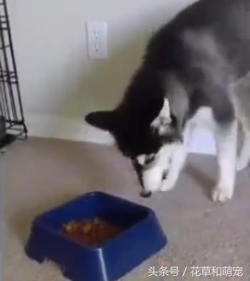 哈士奇不吃狗粮,还骂骂咧咧想掀翻狗盆,二哈真是有脾气
