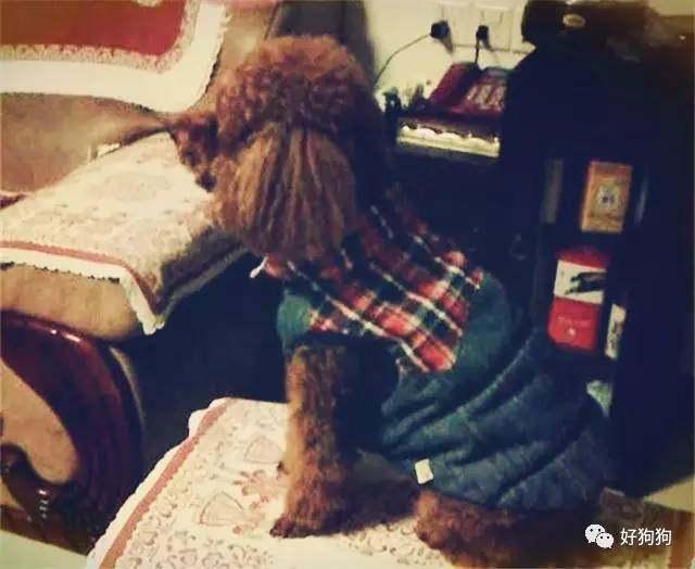 一只贵宾狗,一只贵宾犬