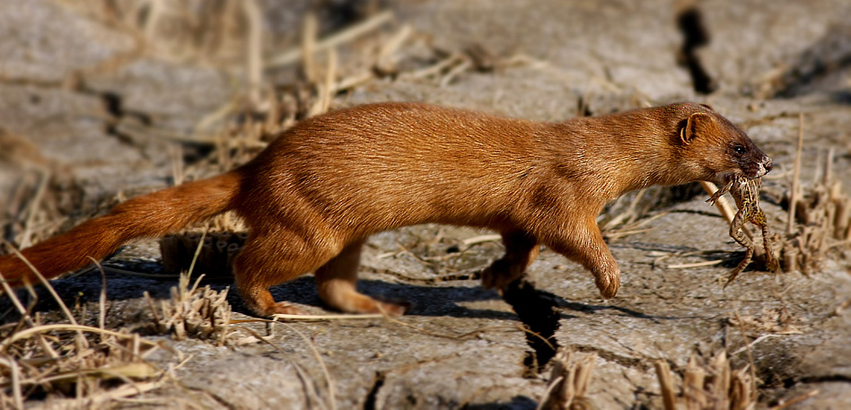 黄鼠狼敲钟扰民,让老太太起死回生吓人,看半仙儿如何用银针降服