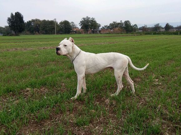 农村里打猎的“洋犬”，你最中意哪只