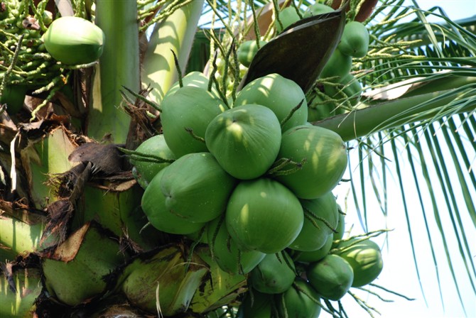 椰子的营养成分和功效,椰子的营养价值及功效参考文献