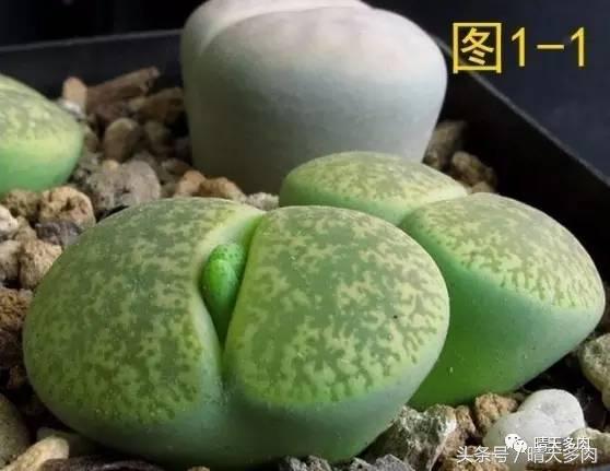 收到生石花处于蜕皮时期如何处理,生石花蜕皮最佳时间