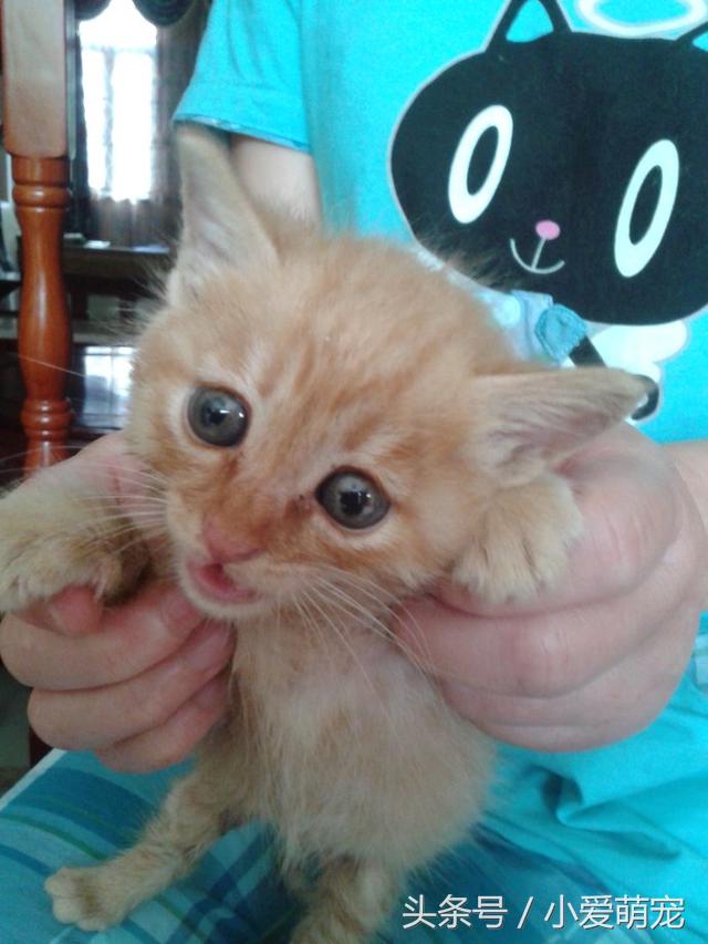 猫咪身上长蛆了会死吗,猫咪后腿被咬能自愈吗