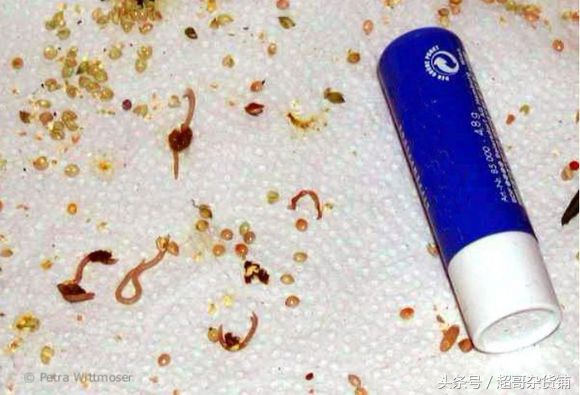 你的鹦鹉需要杀虫吗?