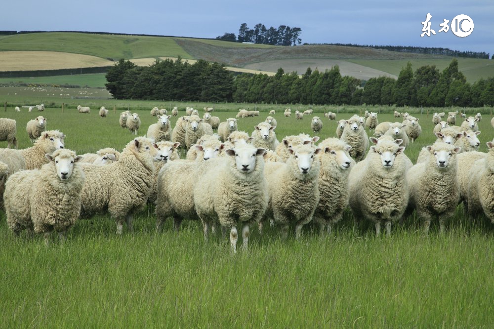 有合作社还可以办理家庭农场吗,有合作社可以申请家庭农场吗