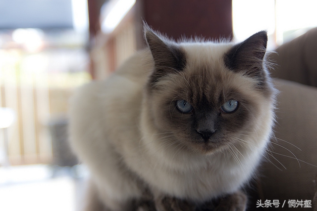 10大常见品种猫优缺点,最有气质的猫