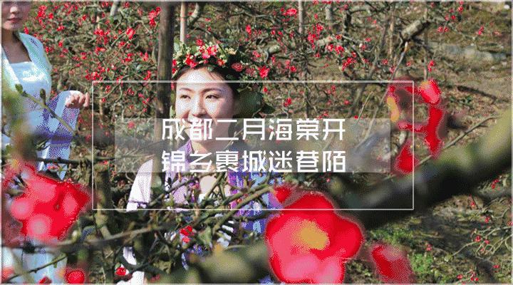 成都海棠花景区,西南最大的海棠花基地在哪里