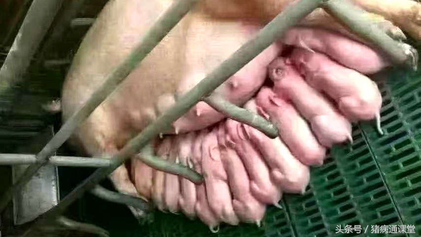 小猪经常拉稀怎么回事,小猪吃多了拉稀怎么办