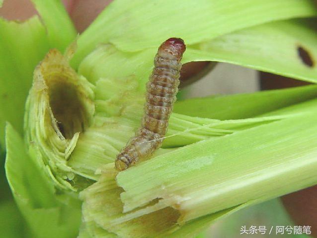 9大农业害虫，都成了农民餐桌上美味！