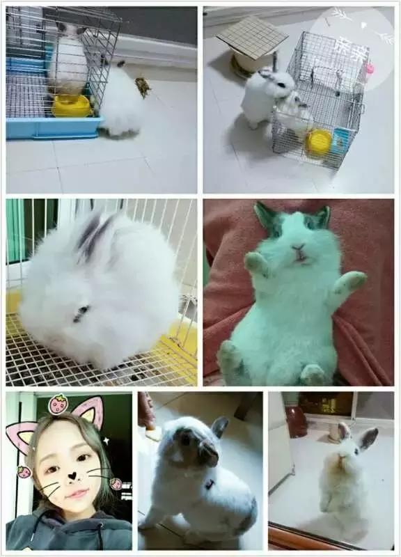 长沙宠物蜥蜴品种有哪些,别人家养的宠物蜥蜴食肉动物