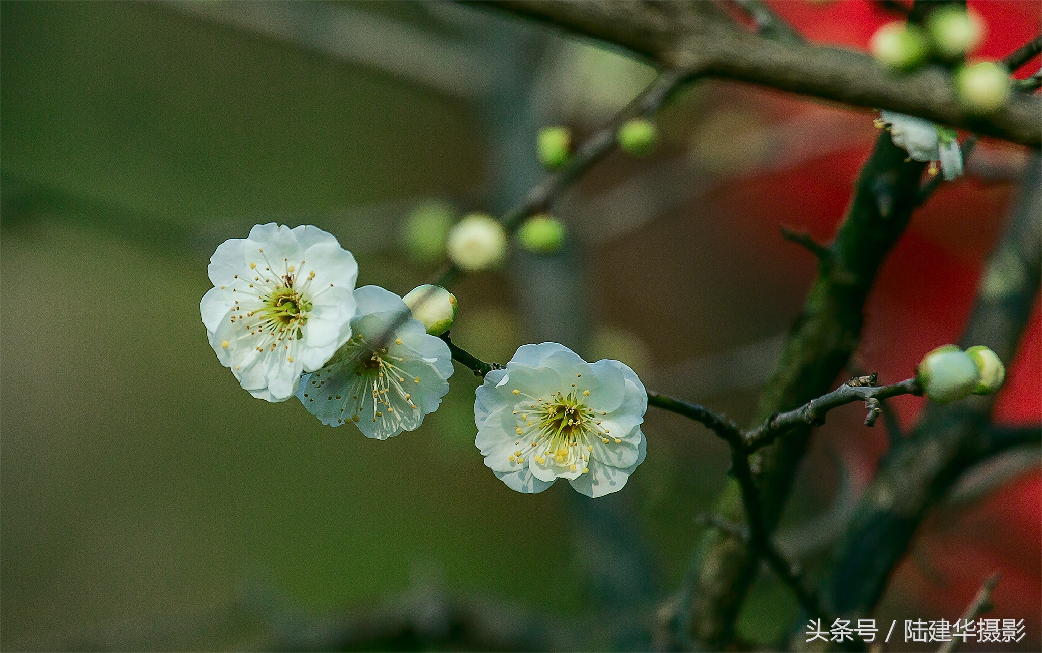 无锡梅园，春风十里不如你