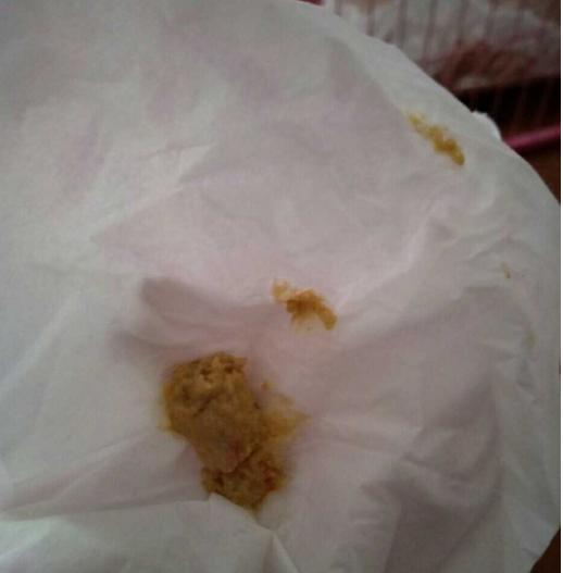 比熊犬vs巨型犬,比熊泰迪治愈