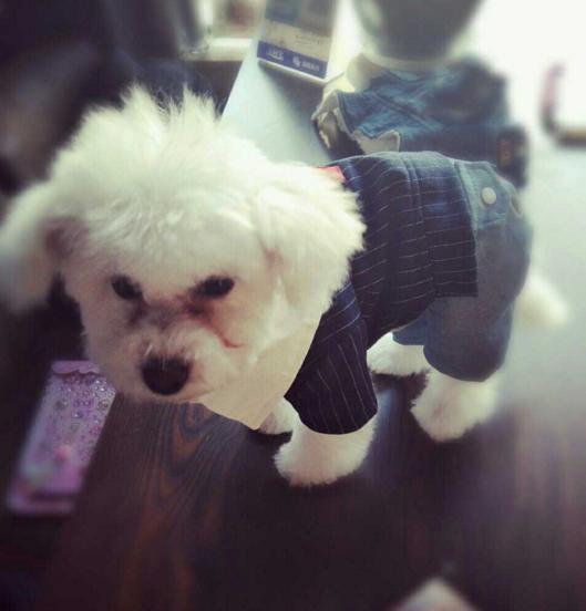 比熊犬vs巨型犬,比熊泰迪治愈