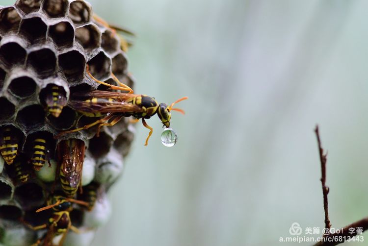 微距镜头下的昆虫视角,微距下的昆虫摄影