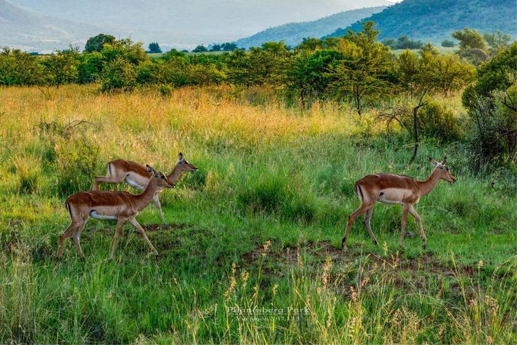走进彩虹之国感受南非独特之美,彩虹之国南非