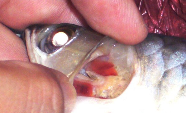 龙鱼鱼病用什么药,龙鱼疾病治疗视频