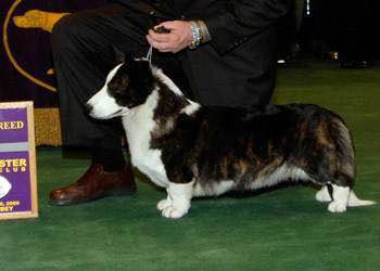 普遍的狗狗品种大全及图片,所有狗狗品种集合大全