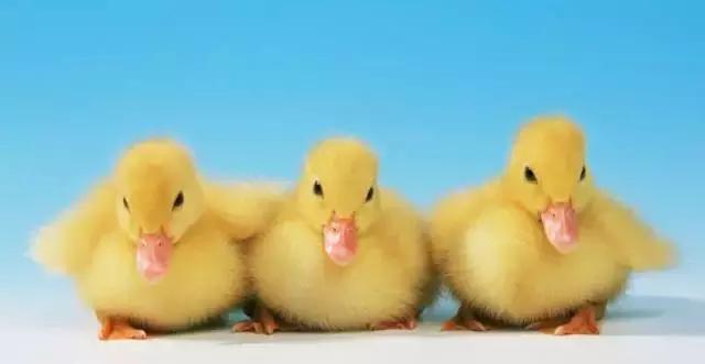 处女之作:父亲生意失败我个人的看法