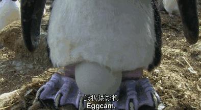 豆瓣9.7的企鹅版《无间道》，上演最萌版「原配撕小三」！