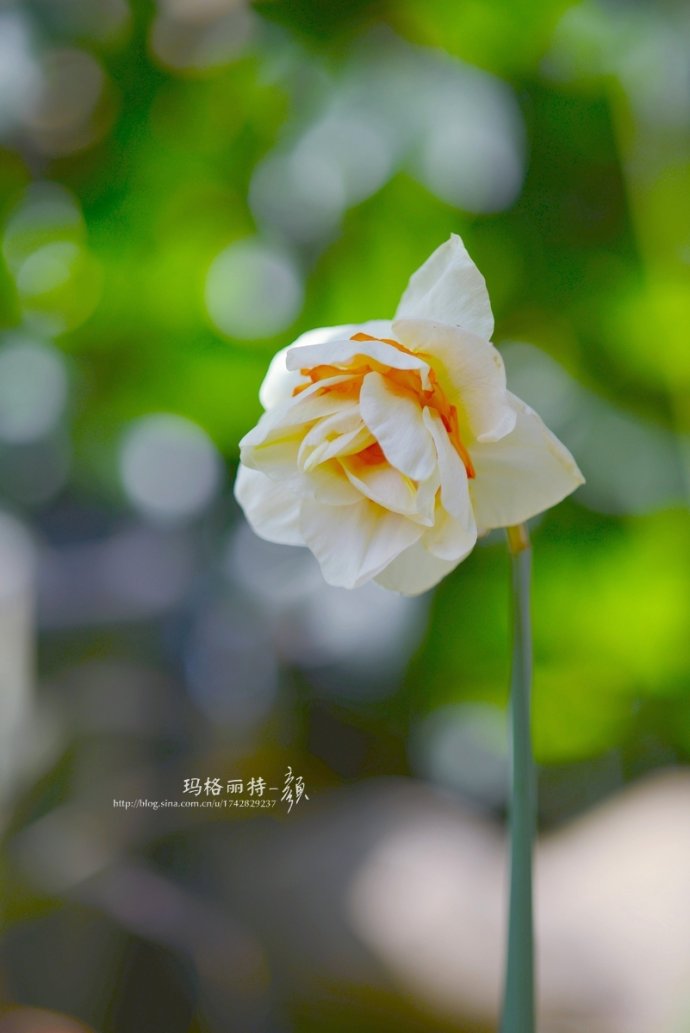 水仙花卉美图,植物水仙子图片