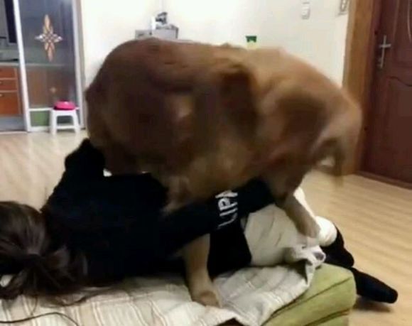 金毛狗狗做了错事，被女主人训急了眼，直接把女主人扑倒在沙发上