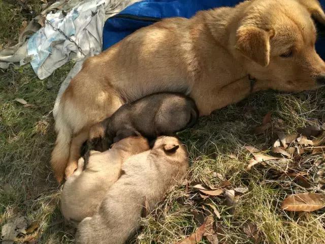 长沙人爱养什么品种的鸟,长沙人为什么喜欢养乌龟