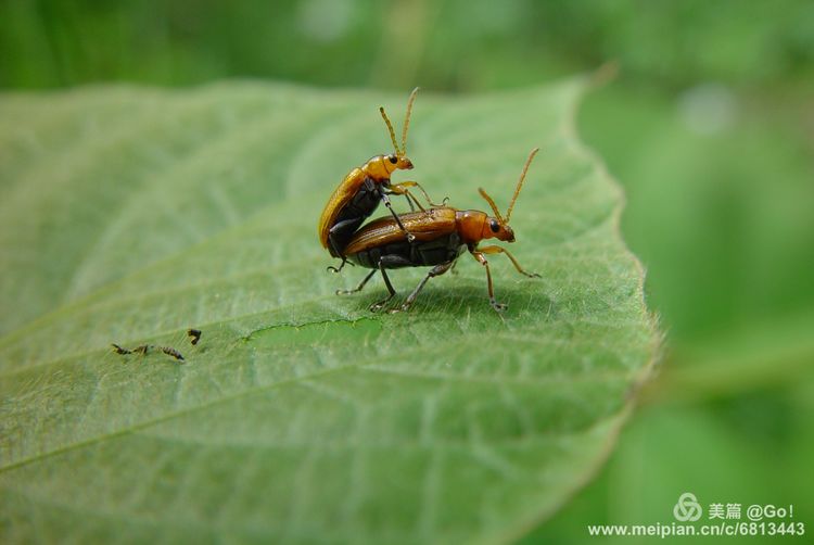 微距镜头下的昆虫视角,微距下的昆虫摄影