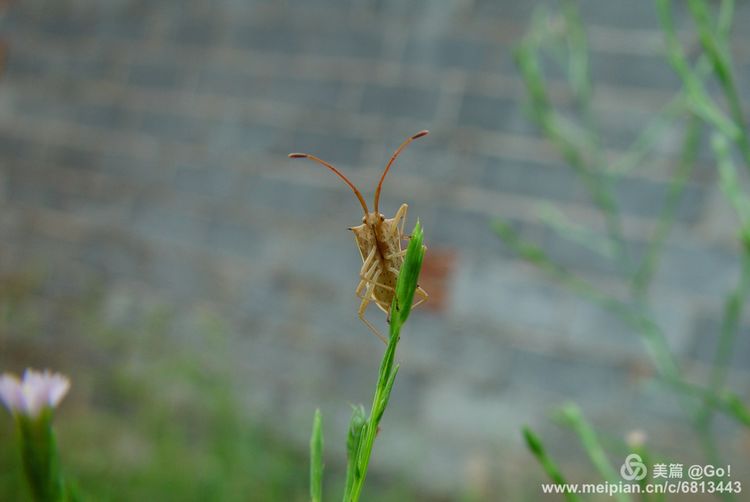 微距镜头下的昆虫视角,微距下的昆虫摄影