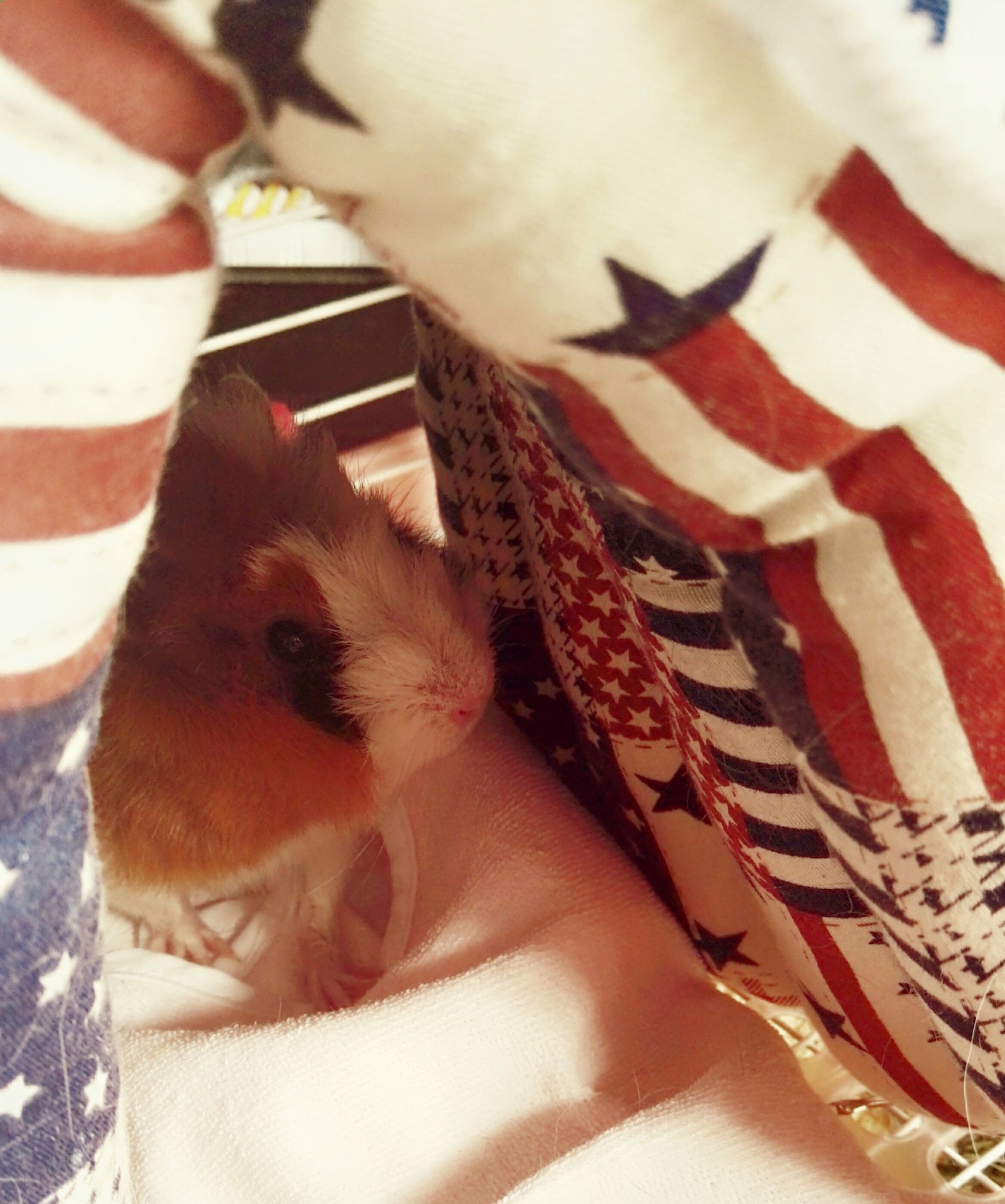 6岁孩子养宠物好处,6岁宝宝养宠物