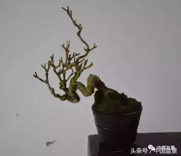 盆景知识与交流,养花知识大全小盆景