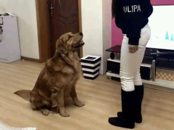 金毛狗狗做了错事，被女主人训急了眼，直接把女主人扑倒在沙发上