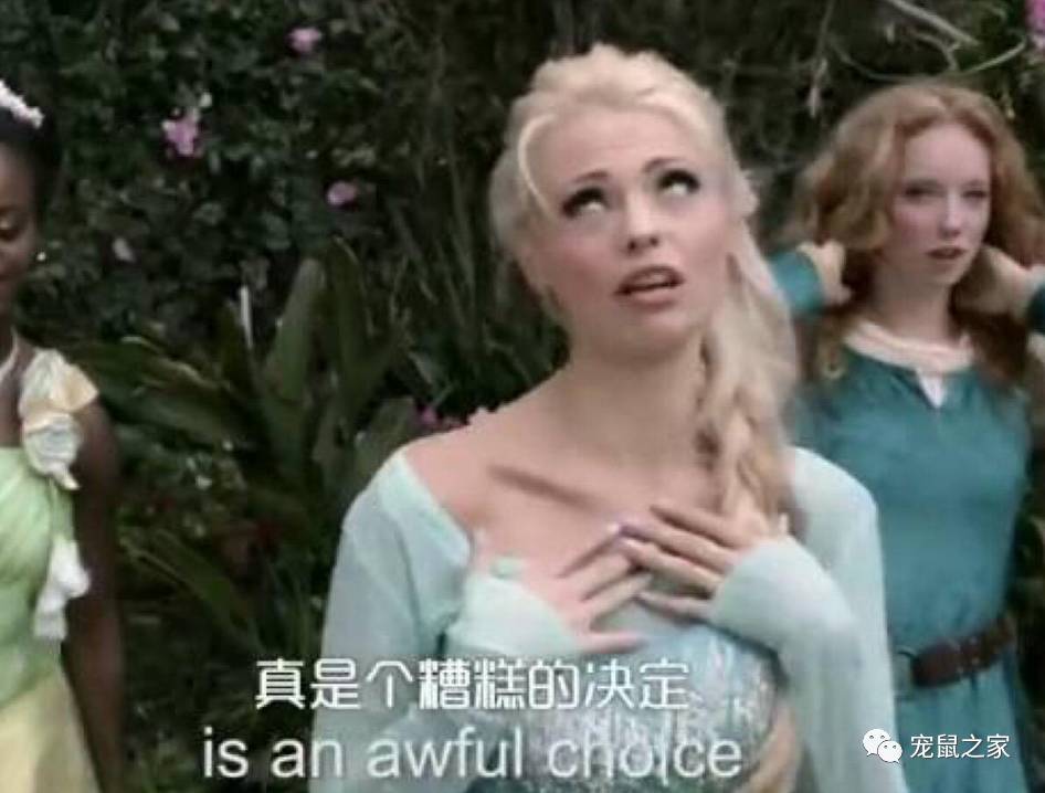 荷兰猪卖肉视频,又黑又大的荷兰猪