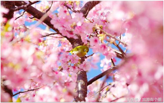 不远行也可以赏美景,不远行也快乐