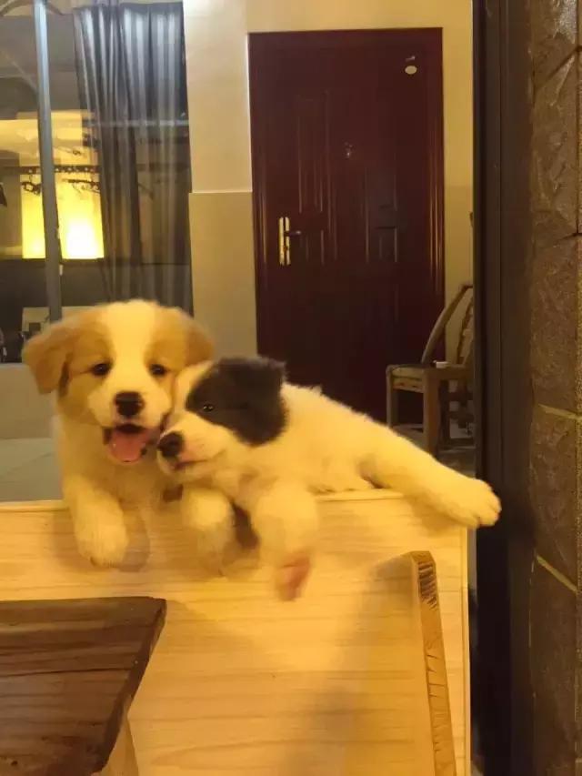 长沙宠物蜥蜴品种有哪些,别人家养的宠物蜥蜴食肉动物