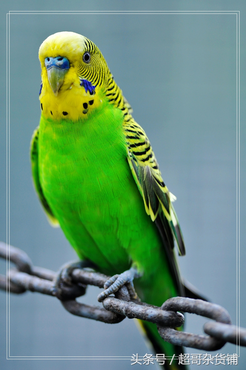 你的鹦鹉需要杀虫吗?