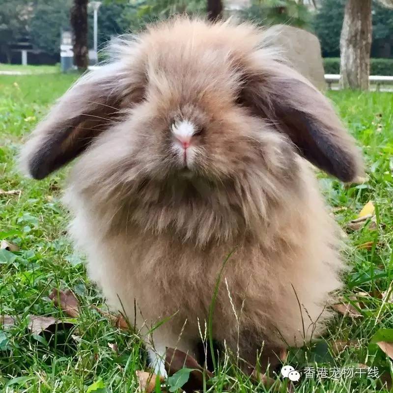 最受欢迎的宠物品种有哪些,宠物兔最热销的是哪几种