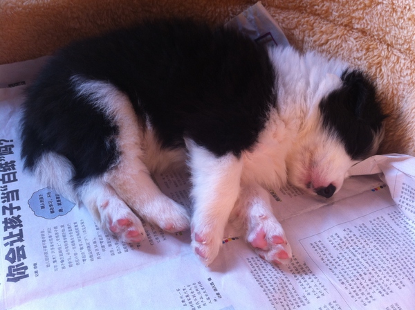 边牧这种狗到底有多聪明,边牧的智商真的有6-8岁那么高吗