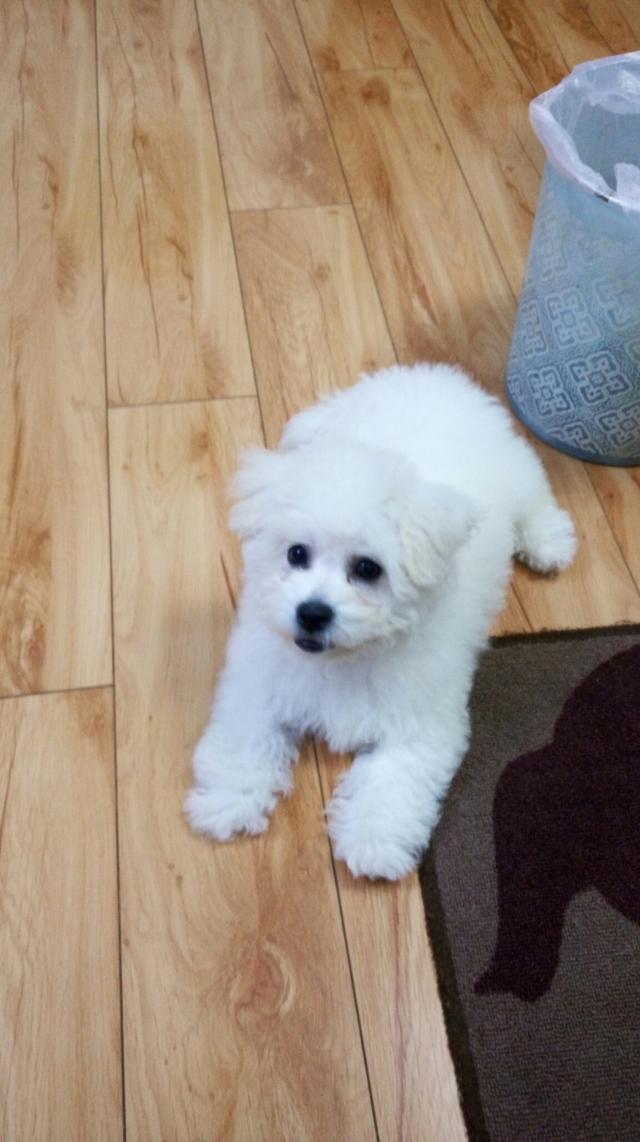 比熊和泰迪哪个爱咬人,比熊串串总咬人怎么办