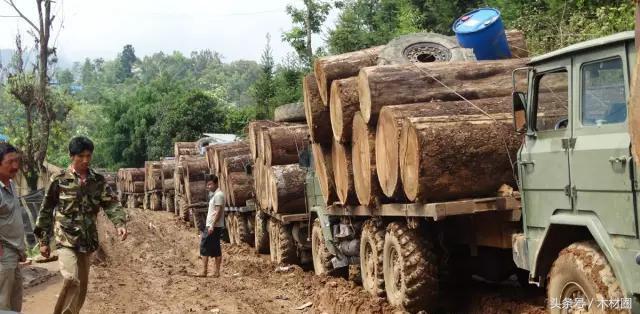 红木大果紫檀今年的价格,大果紫檀木料最新价格走势