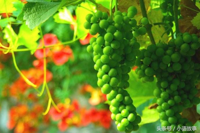 民间故事父债子偿,民间故事县令智斗恶财主