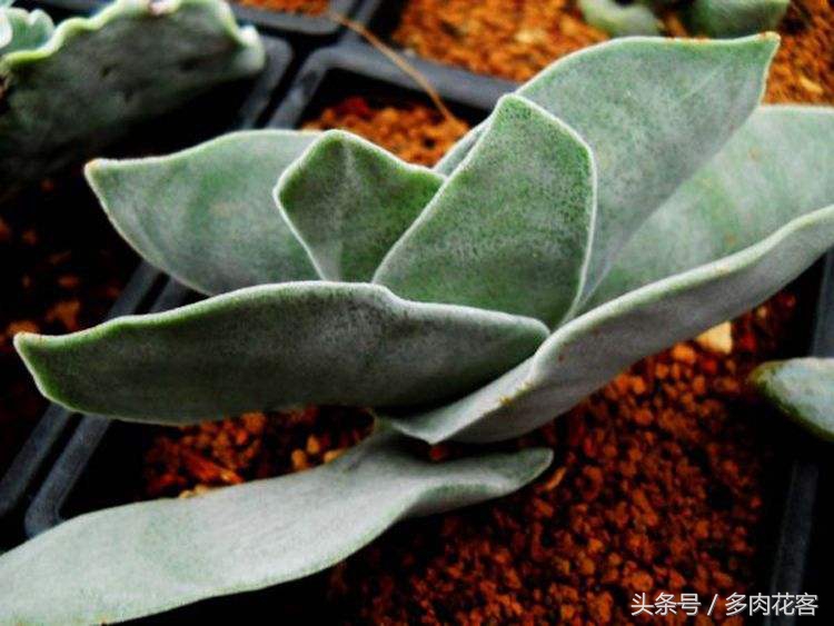 百科多肉植物,多肉植物百科之蓝鸟