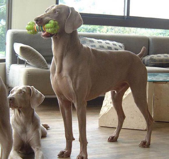 狗狗品种收集大全,收藏狗狗