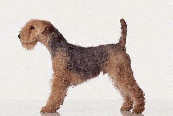 狗狗品种收集大全,收藏狗狗