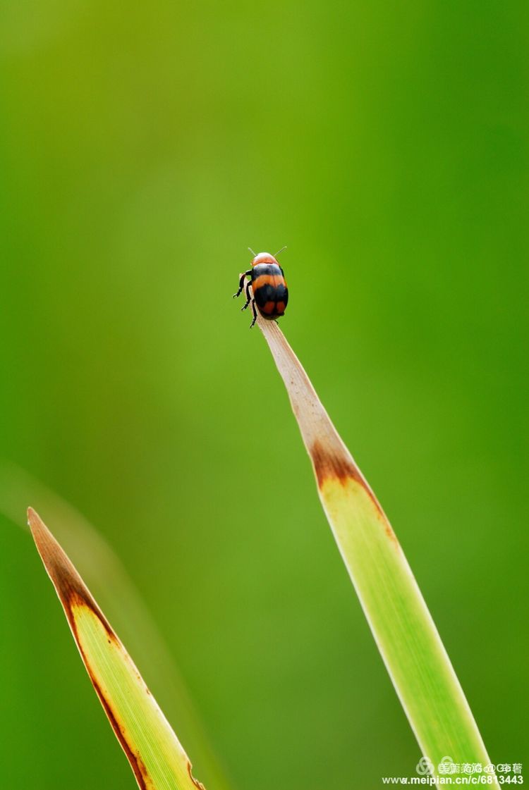 微距镜头下的昆虫视角,微距下的昆虫摄影